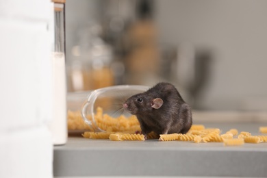 Rat near open container with pasta on kitchen counter. Household pest