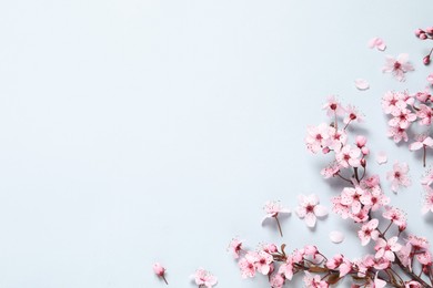 Cherry tree branch with beautiful pink blossoms on light background, flat lay. Space for text