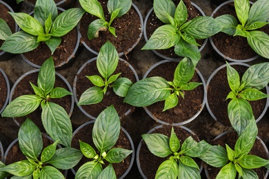 Photo of Fresh green seedlings growing in pots with soil, top view