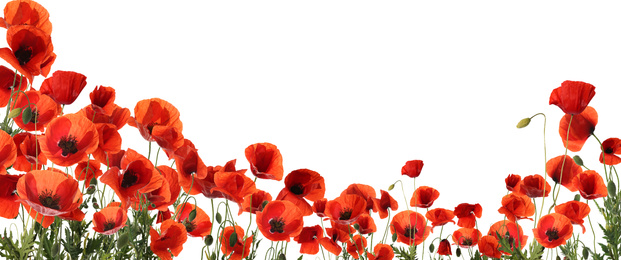 Image of Beautiful red poppy flowers on white background. Banner design