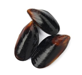 Raw mussels in shells on white background, top view