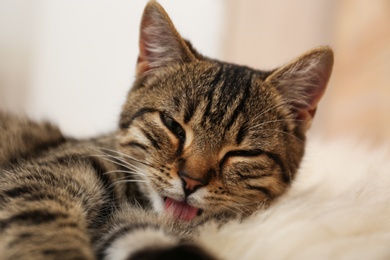 Cute tabby cat lying on faux fur, closeup. Lovely pet