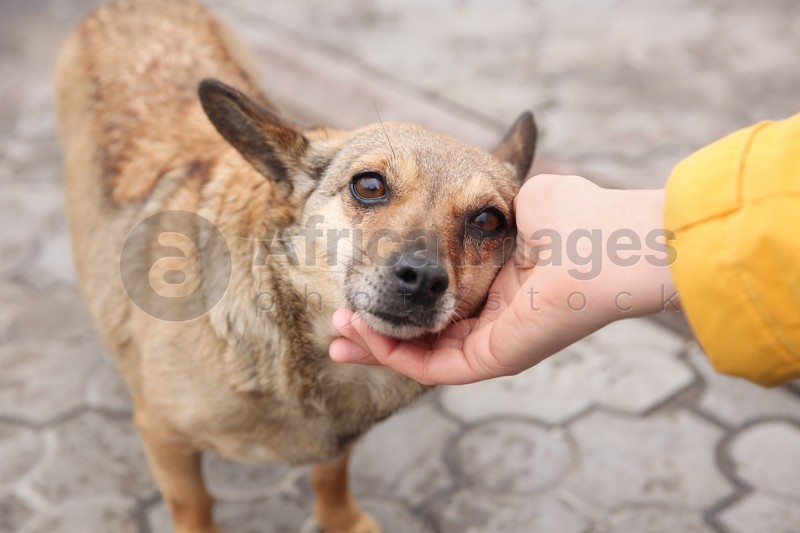 Woman stroking homeless dog on city street, closeup. Abandoned animal