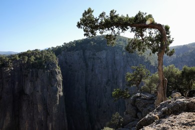 Beautiful landscape with tree on rocky cliff