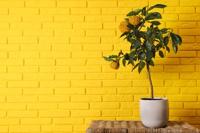 Idea for minimalist interior design. Small potted bergamot tree with fruits on wicker table near bright yellow brick wall, space for text
