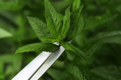 Cutting fresh green mint with scissors outdoors, closeup
