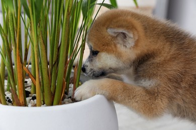 Cute akita inu puppy playing with houseplant in pot indoors, closeup