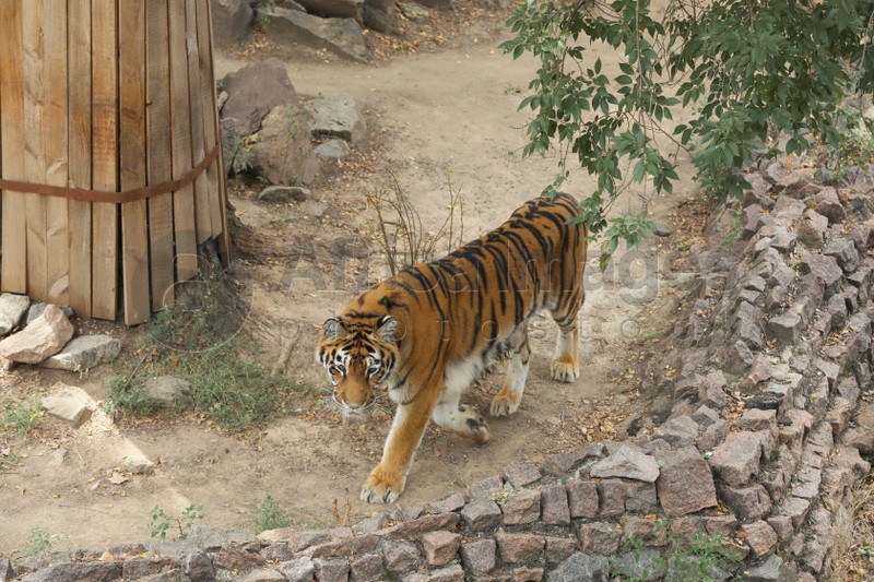 Photo of Beautiful Bengal tiger in zoo. Wild animal