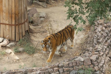 Photo of Beautiful Bengal tiger in zoo. Wild animal