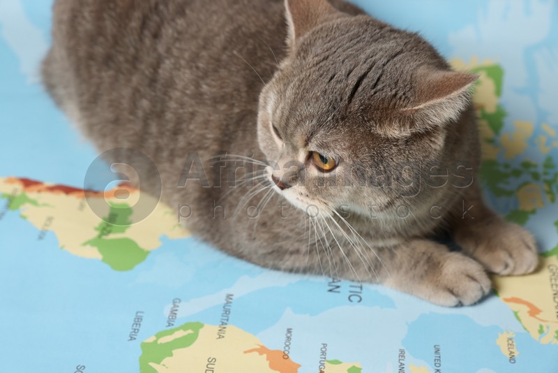 Cute cat on world map, closeup. Travel with pet concept