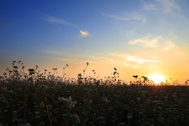 Photo of Beautiful view of blossoming buckwheat field at sunset