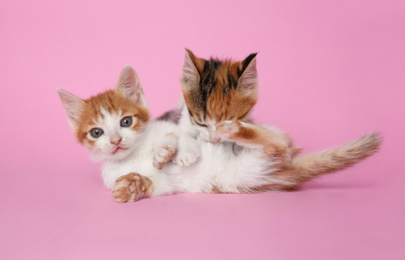 Cute little kittens playing on pink background. Baby animals
