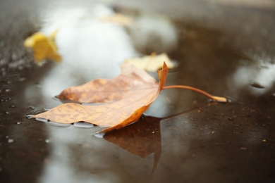 Autumn leaf in rain puddle on asphalt outdoors