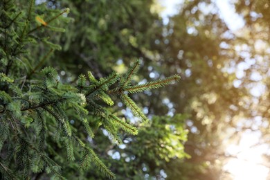 Beautiful conifer tree in forest on sunny day, closeup