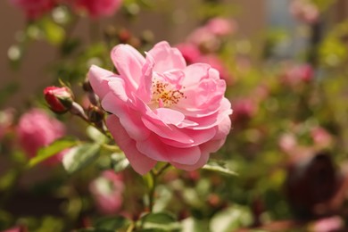 Bush with beautiful pink tea roses outdoors, closeup