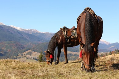 Beautiful horses on pasture in mountains. Lovely pets