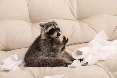 Cute mischievous raccoon with snack among ripped toilet paper on sofa