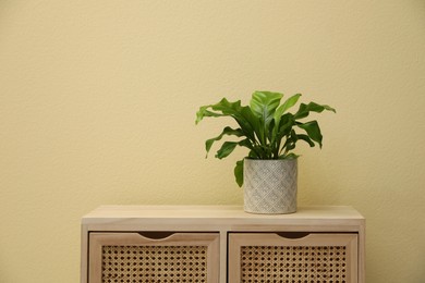 Beautiful fresh potted fern on wooden cabinet near beige wall. Space for text