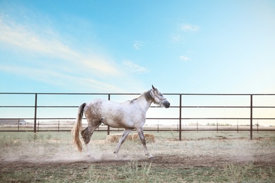 Photo of Grey horse outdoors on sunny day. Beautiful pet