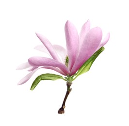 Beautiful pink magnolia flower with green leaves isolated on white