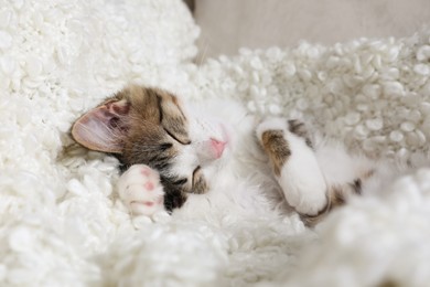 Cute kitten sleeping on soft plaid. Baby animal