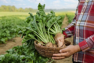 Man holding wicker basket with white beets in field, closeup