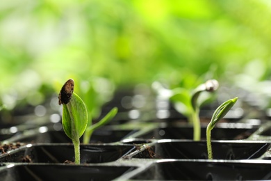Seedling tray with young vegetable sprouts against blurred background, closeup