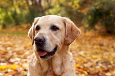 Photo of Cute Labrador Retriever dog in sunny autumn park, closeup