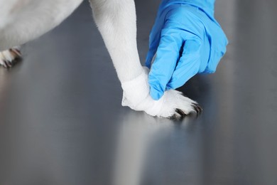 Photo of Veterinarian applying bandage onto dog's paw at metal table, closeup
