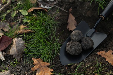 Photo of Shovel with fresh truffles in pit, closeup view