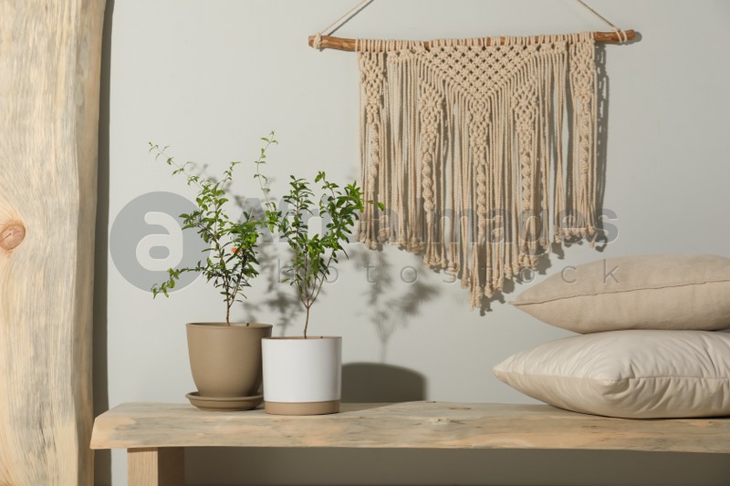 Photo of Stylish room interior with young potted pomegranate trees and macrame