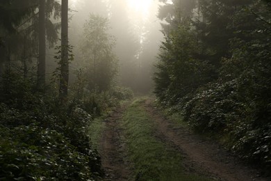 Picturesque view of path through foggy forest. Beautiful landscape