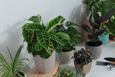 Photo of White table with different beautiful houseplants indoors