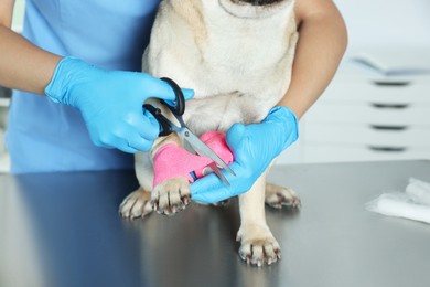 Professional veterinarian cutting bandage wrapped around dog's paw in clinic, closeup