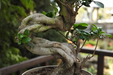 Photo of Beautiful potted Bonsai tree in garden, closeup. Landscape design