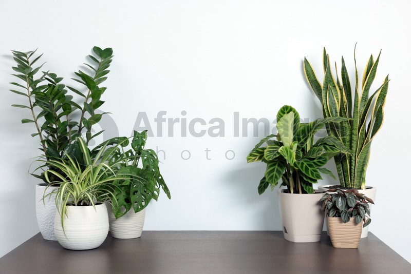 Many different beautiful house plants on wooden table near white wall, space for text