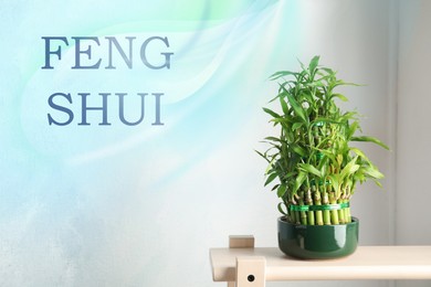 Green bamboo in pot on wooden stand. Feng Shui philosophy 