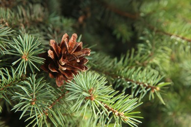 Coniferous tree branch with cone outdoors, closeup