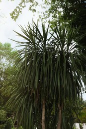 Beautiful palms and green trees in park