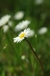 Beautiful daisy flower growing outdoors, closeup view