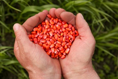 Farmer holding pile of corn seeds above green grass, top view