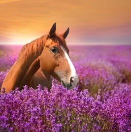 Image of Beautiful chestnut horse in lavender field at sunset