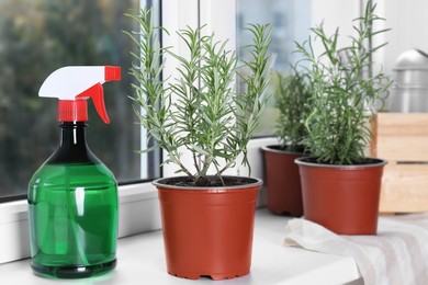 Photo of Beautiful green potted rosemary and spray bottle on windowsill