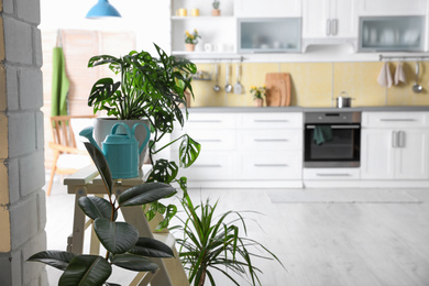 Beautiful green potted plants in kitchen. Home decoration