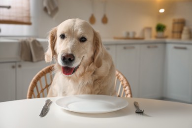 Photo of Cute hungry dog waiting for food at table with empty plate in kitchen