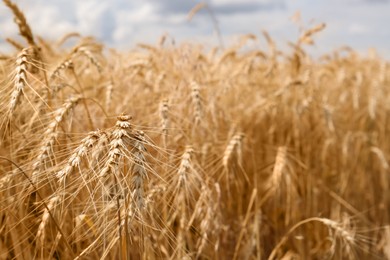 Ripe wheat spikes in agricultural field, closeup. Space for text