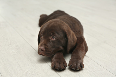 Cute Labrador retriever puppy lying on wooden floor. Friendly dog