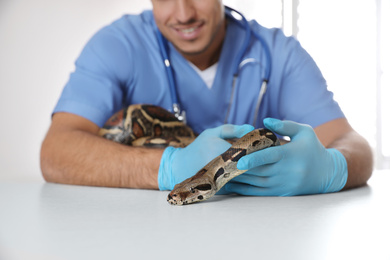 Male veterinarian examining boa constrictor in clinic, closeup