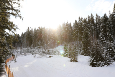 Picturesque landscape with snowy forest on sunny in winter
