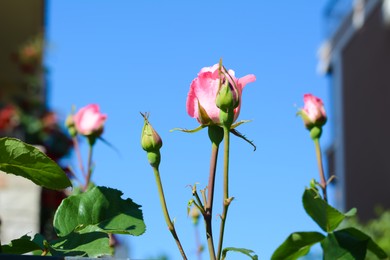 Beautiful pink rosebuds against blue sky, closeup